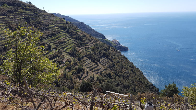 Steile Weinhänge in der Cinque Terre