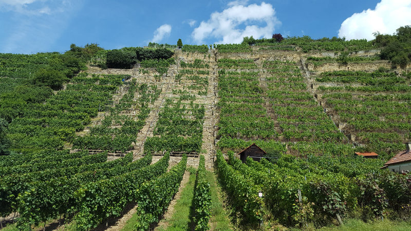 Weinterrassen am Neckartalradweg von Ludwigsburg nach Besigheim