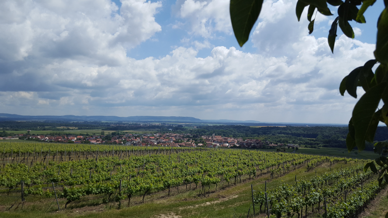 Weininsel Main - Aussicht von Panoramaplattform