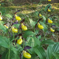 Wildwachsende Frauenschuh Orchidee