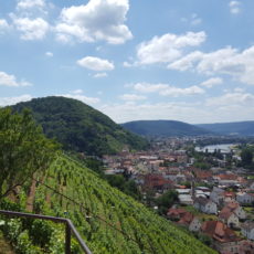 Mainradweg von Miltenberg bis Aschaffenburg - Blick hinab ins Maintal bei Klingenberg