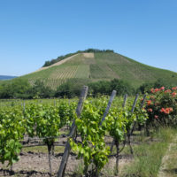Hüttenheimer Tannenberg Fränkisches Weinland
